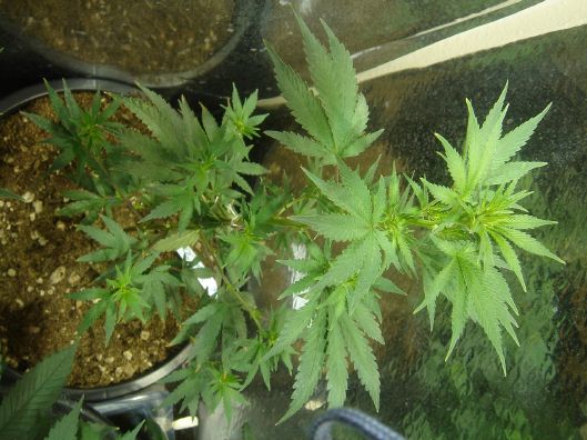 Already got some colors coming in and i have not even started flowering! cant wait to see the yield 