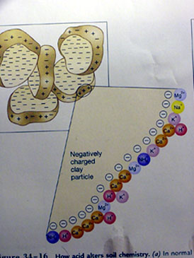 This is how soil works in optimum pH range