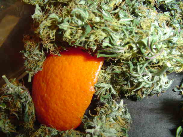 i always add citrus peel to my curing buds! Try it you will like it!