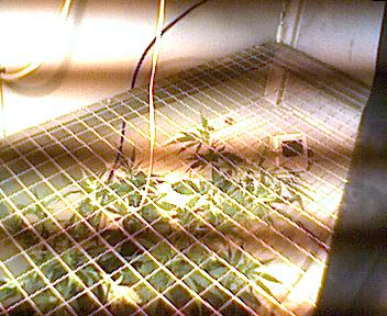 heres the progress off the sativa spreading.i am going to try and fill this end with the sativa and kush while the shiva and seedling catch up.