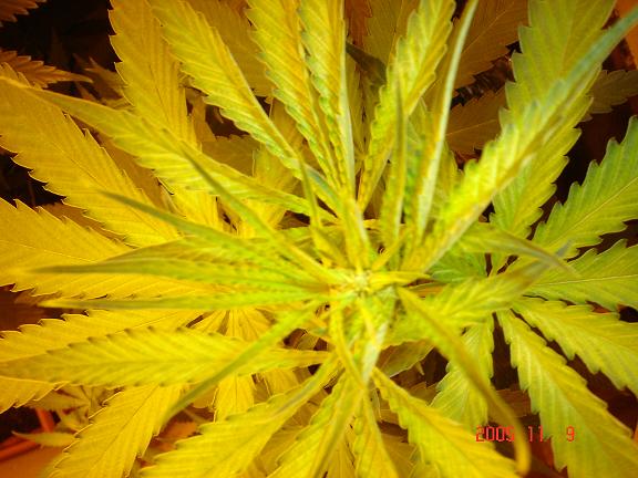 other plant