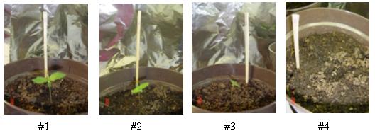 De las nuevas semillas que puse a germinar una no lo hizo, por lo que tengo 4 plantas. Las estoy regando cada 4 d