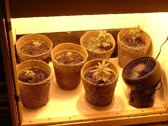 Picture of my WW clones in their growbox.