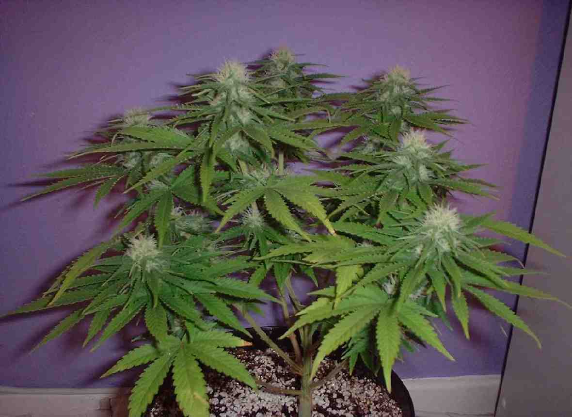 5 weeks to veg then into the flower room 18 days ago