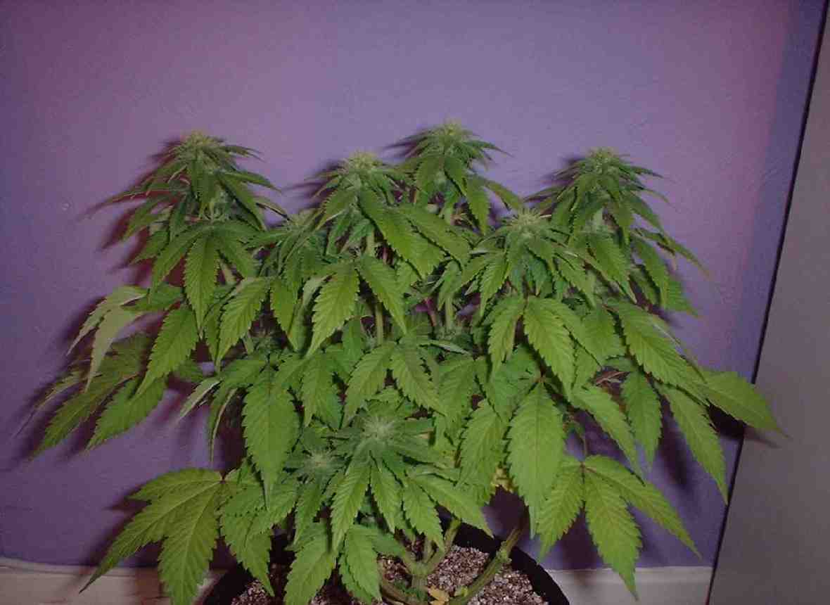 started to flower 14 days ago, all plants have been pruned