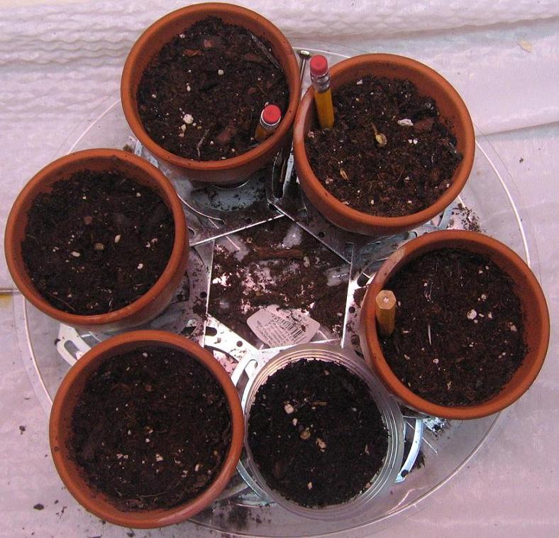 Seeds in grow medium after germinating in moist tissues