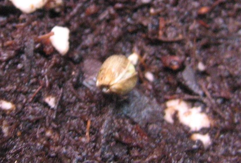 Close up shot of one of the seeds beginning to crack