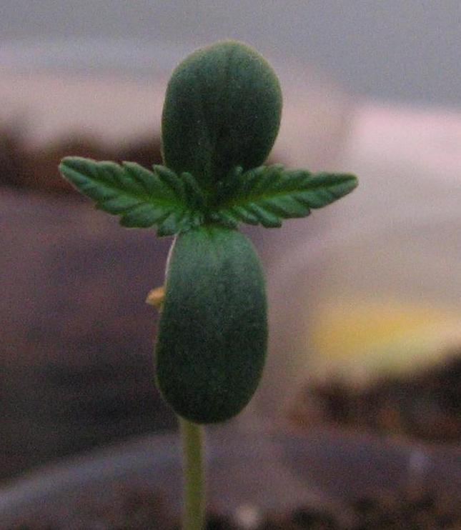 Seedling in first week of vegetative state, leaves growing larger and greener.