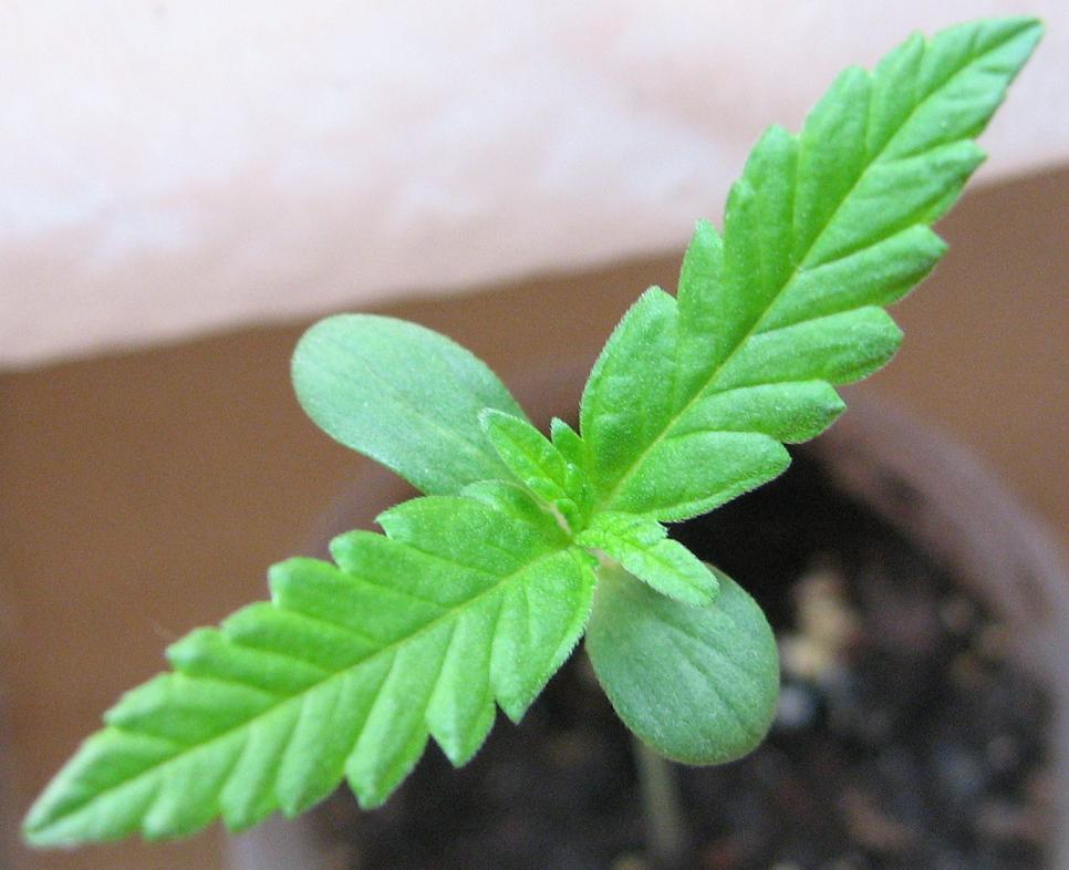 Good close up shot of a pair of large leaves with a new pair growing inside