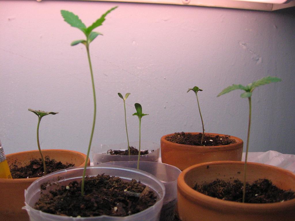 All six plants shortly after germinating