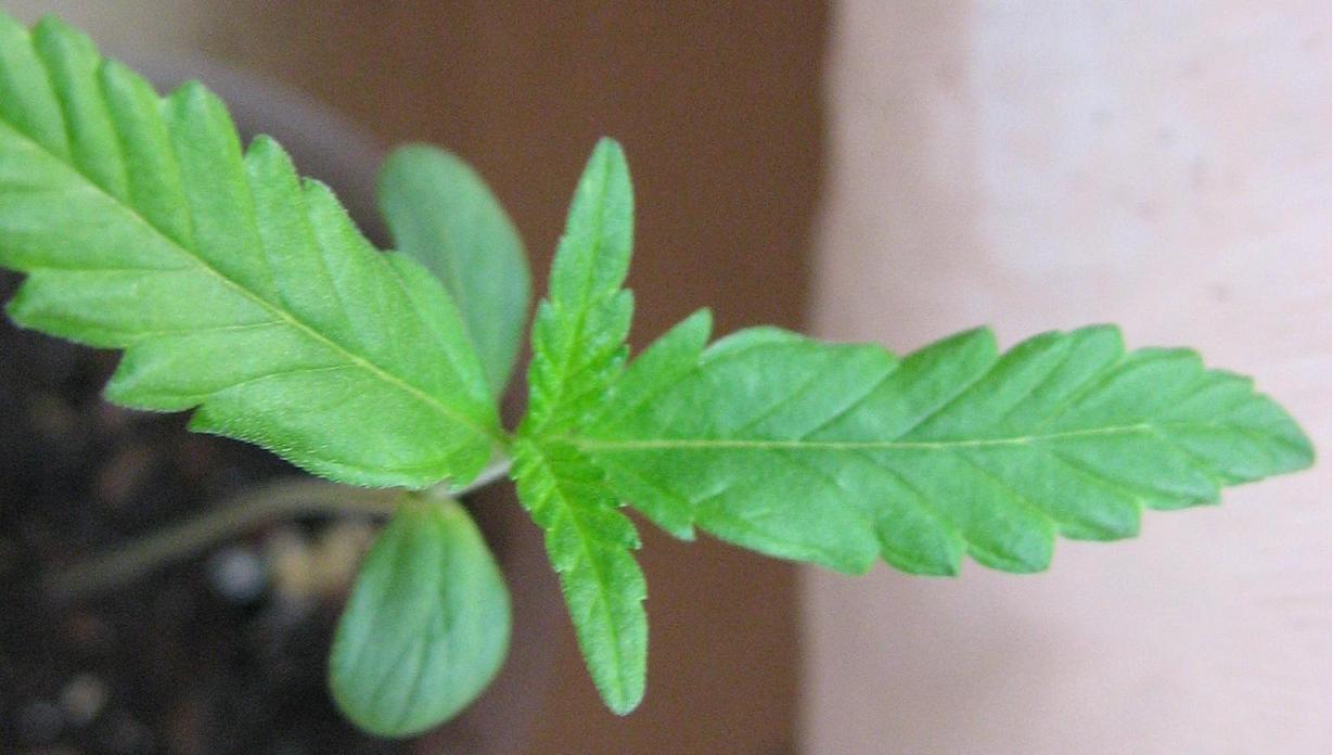 This plant has longer and narrow leaves of a lighter shade of green.