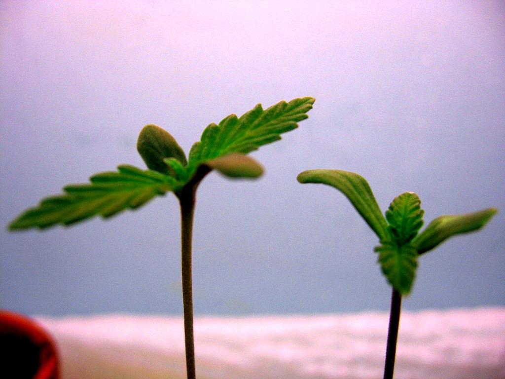 Two of my young seedlings growing next to each other. They'll be transplanted by the third week.