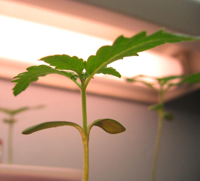 Picture taken from under the plant showing its new shoot