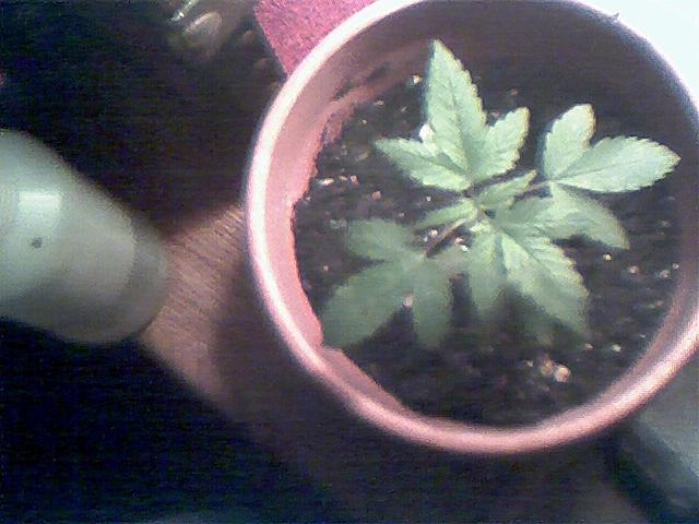My indoor plant my dad said he knew about her, and he didnt care so I am gonna plant her back outside again and have my dad water her while I am away at the lake cabin well I will update my plants when I get back but till then I will c ya later