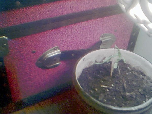 My plant is my plant if my plant dies i die so plant please dont die i think and dream of u all day all night u are my girl and i love u I love my little girl Marry Jane my plant