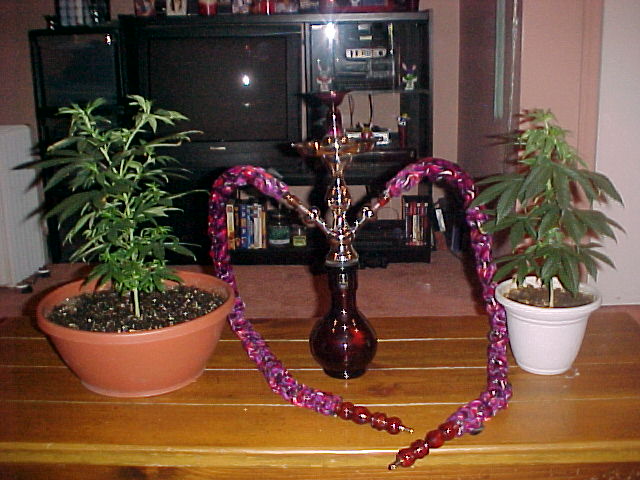 thats my new hookah i just bought.Really looks nice with the plants