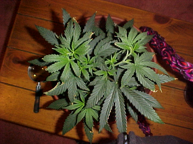 a top view of the biggest plant