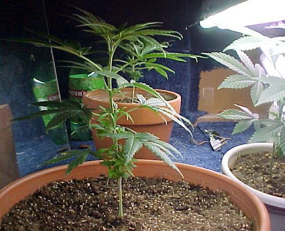 yes there gettin pretty tall one thing i dont get is there suppose to be leaves growing at the bottom?