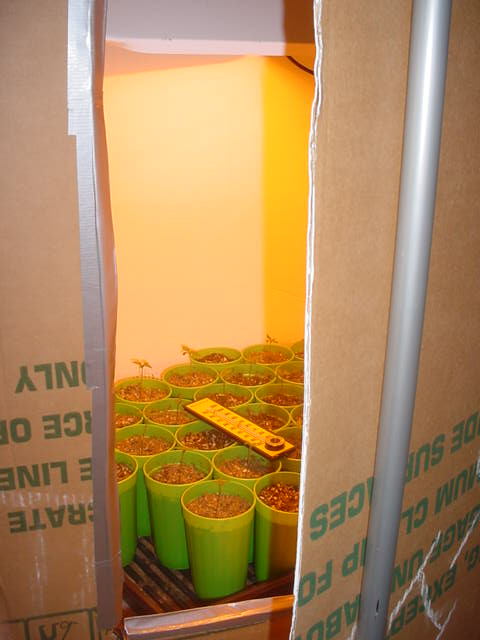 This pic shows a peak inside the grow box.