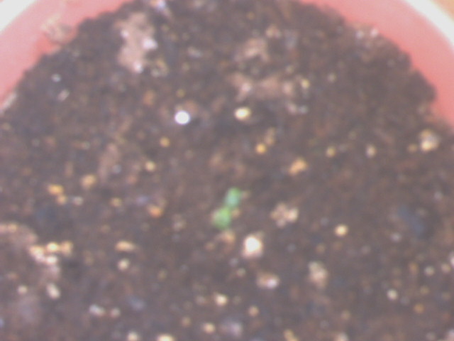 the runt. only one leaf is coming out the center, and it doesnt seem to want to grow. it's wierd