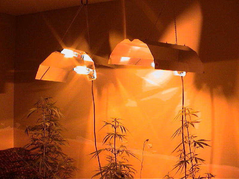 These are my 2 400 watt HPS.  I just added the second light.  Cant wait to see how these ladies turn out.