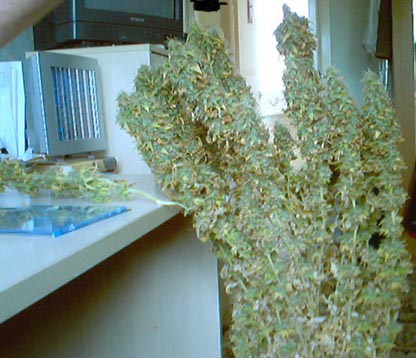 the whole plant