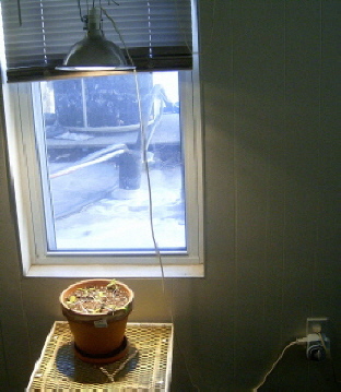 A shot of my super high-tech growroom setup (I made sure I got the timer in the picture). :)  Yeah, it rocks.  I know.