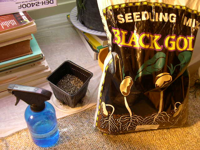 This should be done the day you put the seeds into the jar. Sometimes I do not get it done until right before planting the seeds, but in this case I remembered to prep the soil in advance. The reason this is important is to avoid shocking the new seeding. I use: Black Gold Seedling mix, water spray bottle, 1-pint containers.