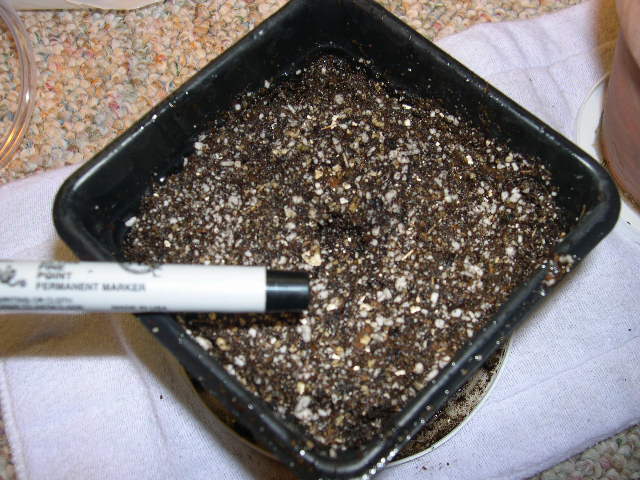 I wet the soil before putting the 'popped' seed into place. This creates a moist environment from the top of the medium to the bottom. I use the spray bottle as I fill in the container to make sure it is wet all the way through.
After the soil is prepared and has been at room temperature for 3-5 days I create a shallow hole with the end of a pen. This is where the seedling will be placed.