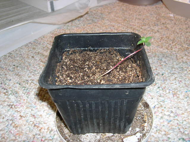 Sometimes the seedling falls over. This happens when it develops a heavier top than the stem can support, or when it is over-exposed to wind.