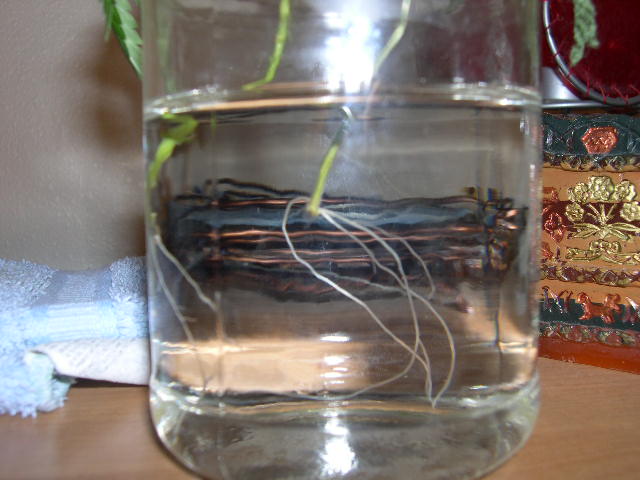 5 weeks in water. These roots on one are just about long enough for soil. I'll give it a couple more days. The other one isn't quite there, but the leaves are still green and healthy.