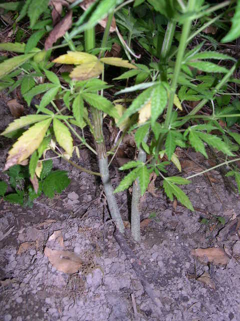 These plants were germinated right next to each other in the same pot. Now they are in the ground choking each other, competing for sunlight/nutrients, and showing stunted growth.