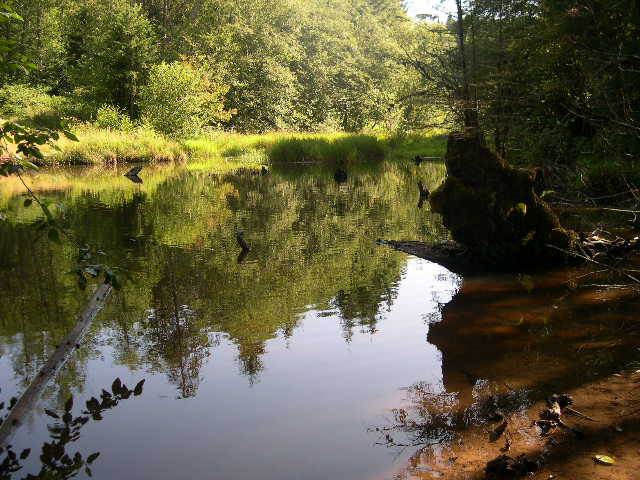 On the way out to PG's outdoor crops we passed this beautiful pond.
Another 50 yards brought us to a natural spring which supplies Nitrogen rich water for many plants in the area. PG currently backpacks gallons of water up the hillside every day.