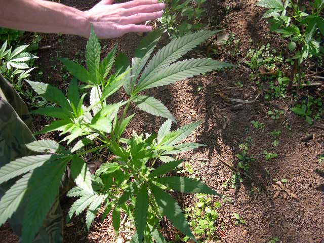 This leaf is very large. The plant stands about 3' and this leaf was  -->1' across.