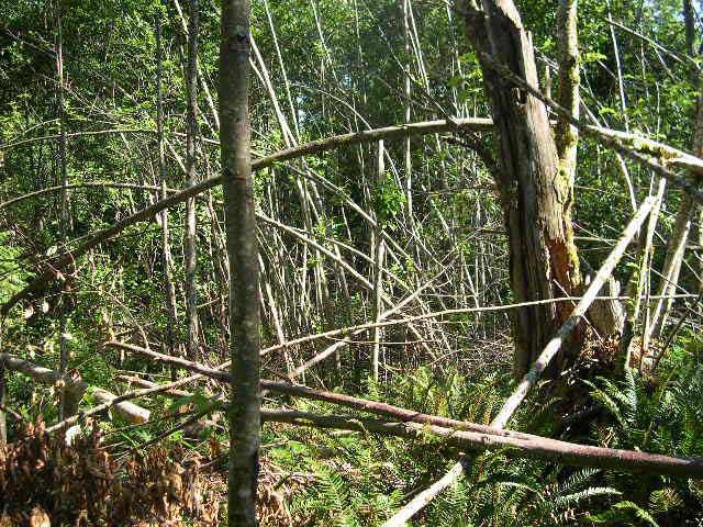 Sparse canopy and storm damage is an excellent camouflage for these gardens.