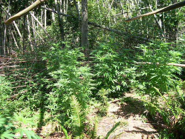 At the time of these pictures the sun is only shining for about 10 hours, and PG believes they have started flowering. They have stretched for the past month.