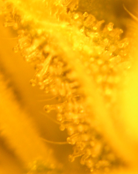 At 30 days here are some of the clear trichomes.