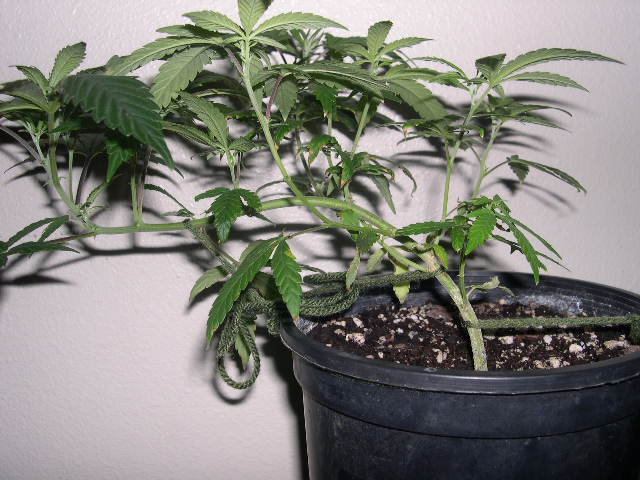 This is a clone taken from Medussa. I kept the clone I liked the best from the 2nd generation of cuttings from Medusa, and she'll keep the strain going a while.