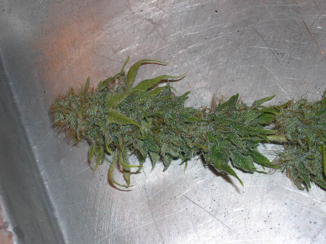 I just harvested this bud, and the trichomes glisten.