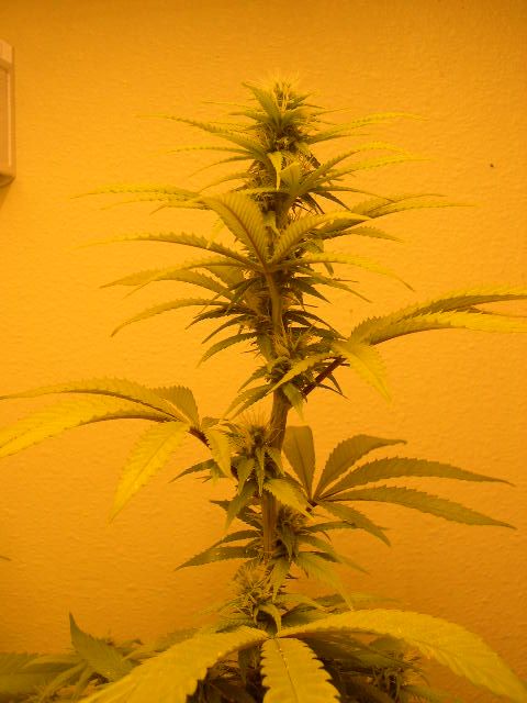 Day 21 of flowering