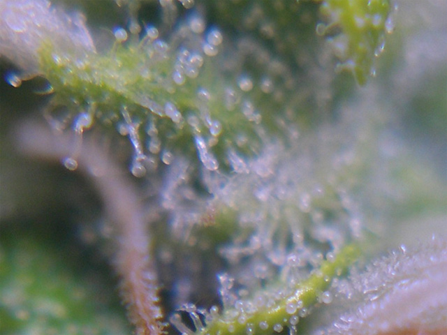 Close up of trichomes on a flowering plant about 3 weeks from harvest