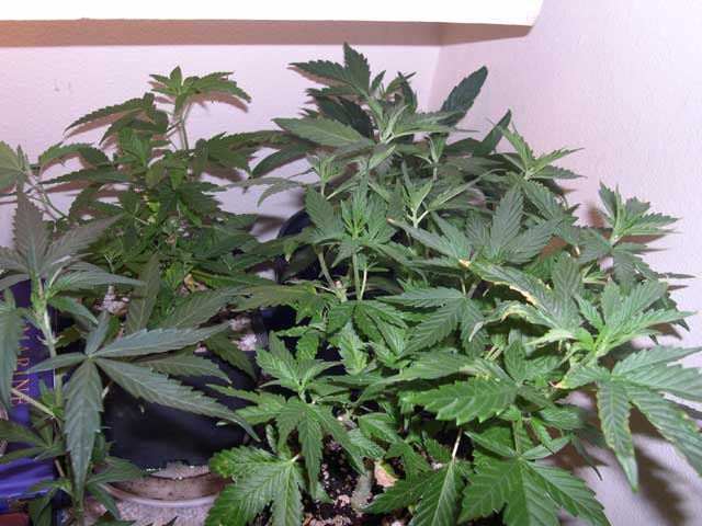 Jack Herer, Afghani, and White Russian mothers in veg.