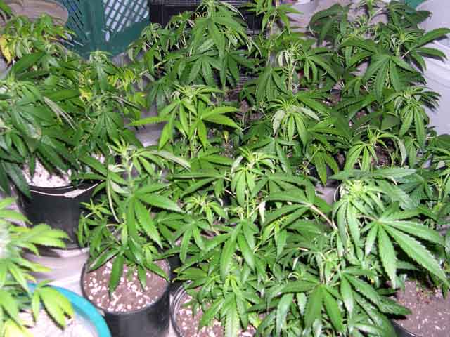 White Russians and Afghanis in 1-gallon pots. Larger plant in back left is an Afghani in a 3-gallon pot.