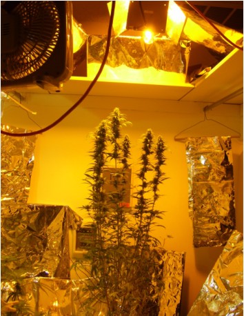 shows 600w hps at top, tons of mylar in every direction