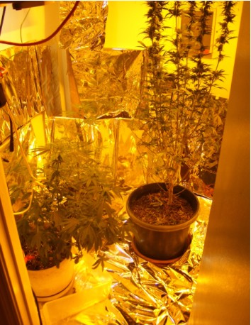 left side of the grow room (walk in closet)