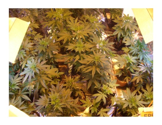 i started a sog oct 12 and this is it 28 days later..5' x 5' square of green leaf, one week into the flower stage..wish i had a better system to give better quality pictures..this is truly inspirational..