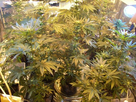 the ten in the room on the second of december, buds growing rapidly, co2 pots in place