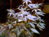 same plant thoughlook at the pic b4 this one, i see a face in lower right corner wierd