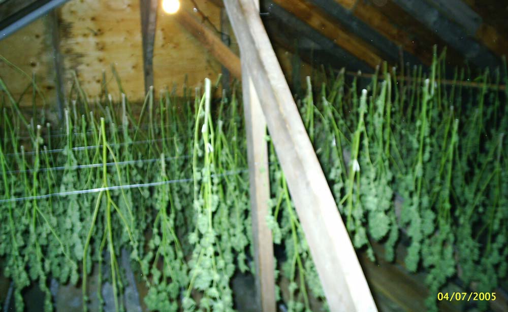 Bud hanging in attic doing it's drying thing.