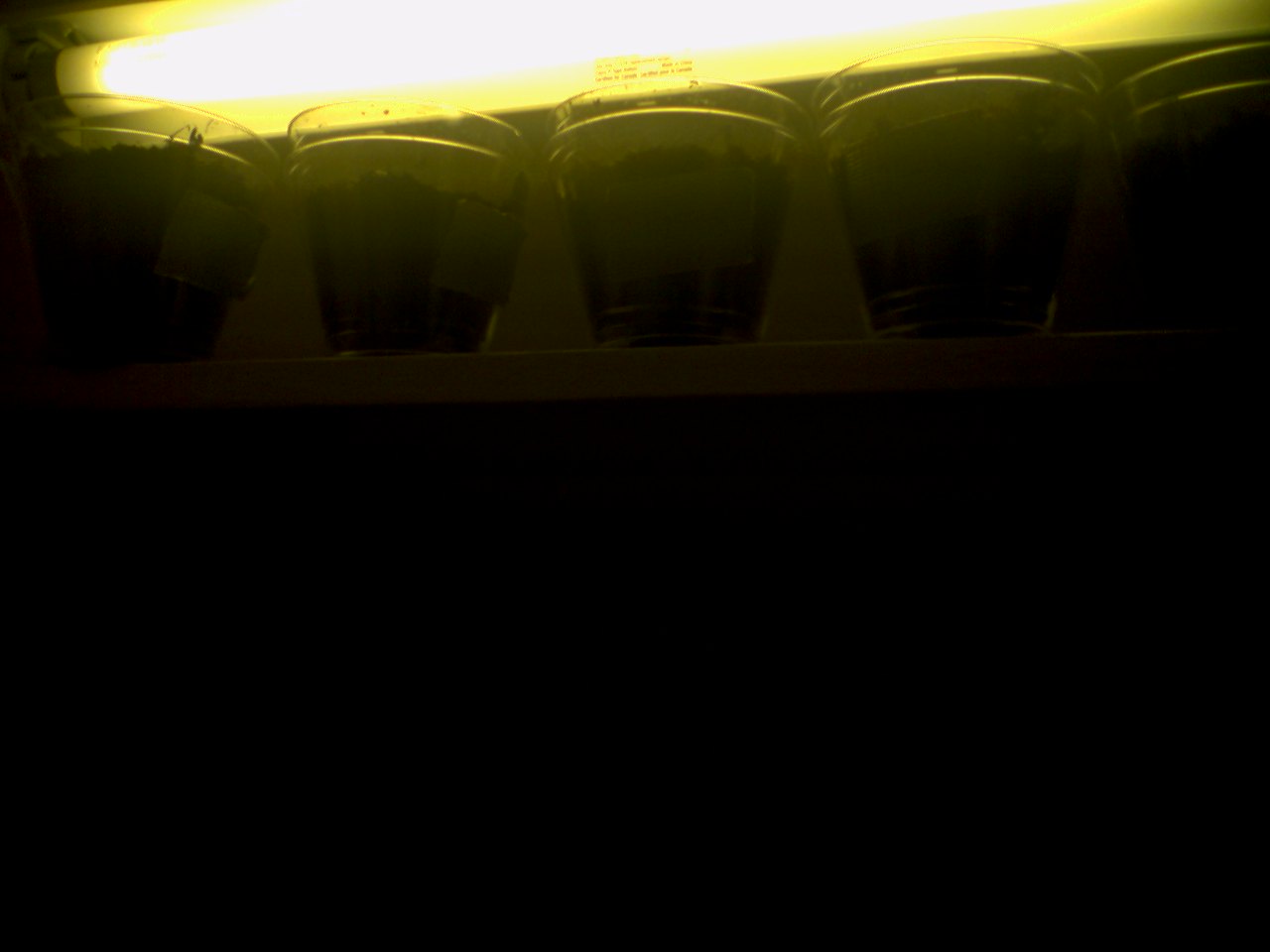 Setup Of My Grow Room